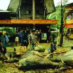 1999_SEAsia_Sulawesi
