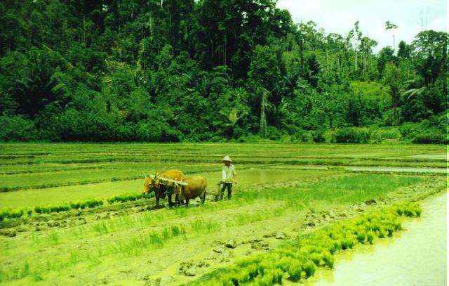 rice_field_plough.jpg