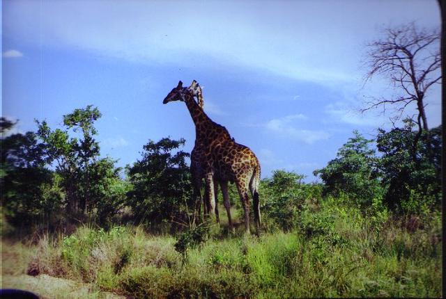 8_Giraffes.jpg