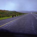 17_Baboons_On_Road.jpg