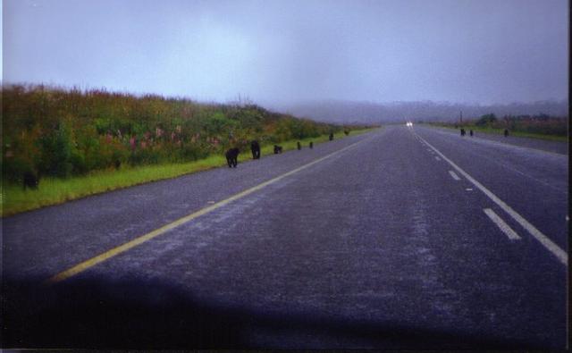 17_Baboons_On_Road.jpg
