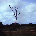 19_Vulture_Tree.jpg