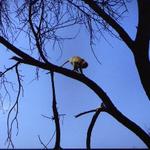20_Vervet_Monkey.jpg