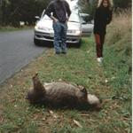 3_dead_wombat.jpg