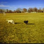 14_dogs_running_park.jpg