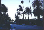 palm_trees_dusk.jpg (33813 bytes)