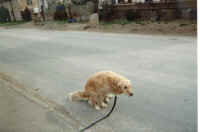 ben_mid_crap.jpg (38287 bytes)