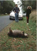 dead_wombat.jpg (86657 bytes)