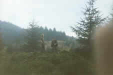 green.jpg (69833 bytes)