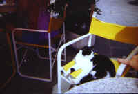 kitty_attack.jpg (69092 bytes)