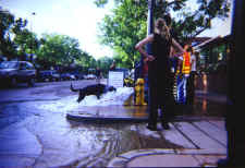 dog_days.jpg (110682 bytes)