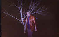 nick_tree.jpg (77653 bytes)