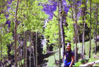 katie_aspen.jpg (202345 bytes)