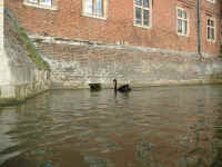 black_swans.jpg (248164 bytes)