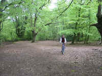 kt_epping_forest2.jpg (342642 bytes)