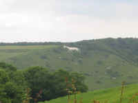 horse.jpg (65960 bytes)