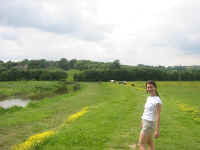 kt_cows.jpg (139920 bytes)