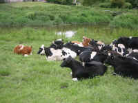 team_nest.jpg (252318 bytes)