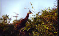 Giraffe.jpg (90907 bytes)