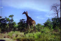Giraffes.jpg (95634 bytes)