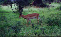 Impala.jpg (111347 bytes)