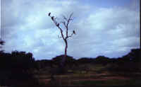 Vulture_Tree.jpg (42535 bytes)