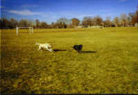 dogs_running_park.jpg (88297 bytes)
