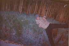 shiv_bush.jpg (449749 bytes)