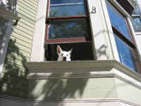 doggy.jpg (134532 bytes)