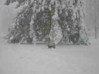 woof2.jpg (133504 bytes)