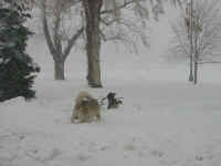 woof.jpg (103805 bytes)