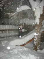 lc_shakes_tree.jpg (352207 bytes)