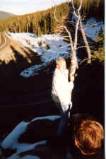 jb_up_tree.jpg (318564 bytes)