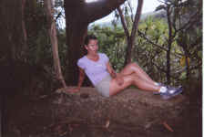 kt_forest.jpg (387228 bytes)