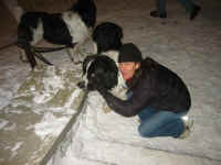 kt_st_bernard.jpg (144448 bytes)