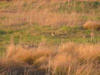 bobcat.jpg (122301 bytes)