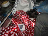 bruno.jpg (219842 bytes)