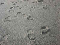footsteps.jpg (380347 bytes)