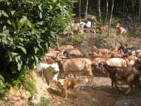 dogs_goats.jpg (262925 bytes)