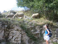 kt_goats2.jpg (277306 bytes)