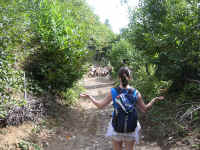 kt_goats.jpg (332389 bytes)