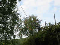 old_man_stick_walnuts.jpg (211156 bytes)