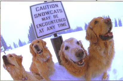 breck_dogs.jpg (31182 bytes)